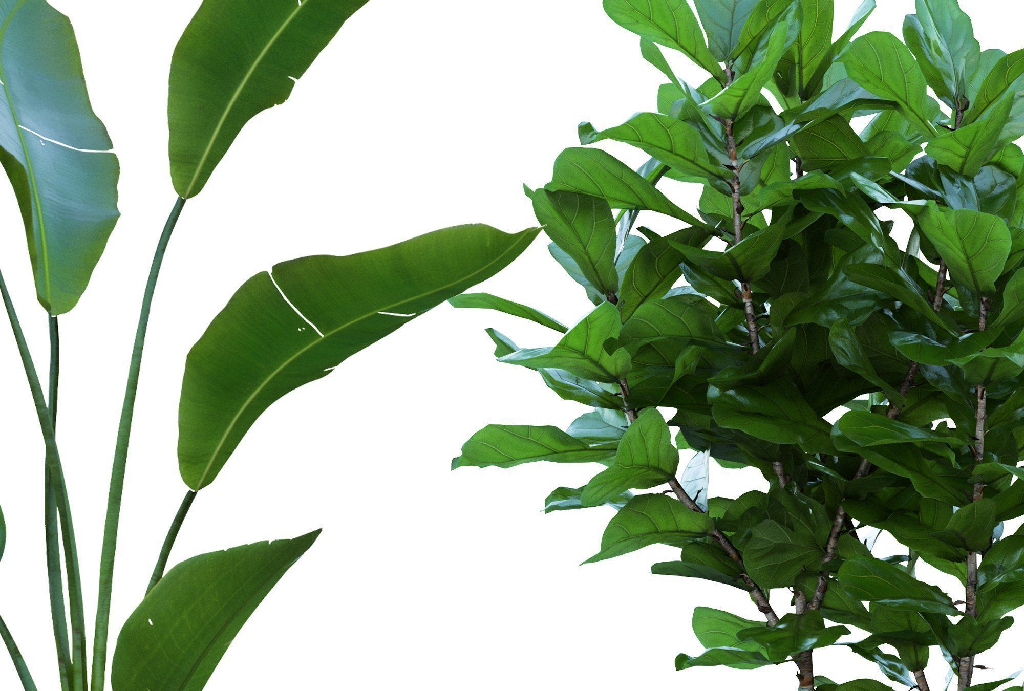 74 Cutout Plants Collection  Texture_4