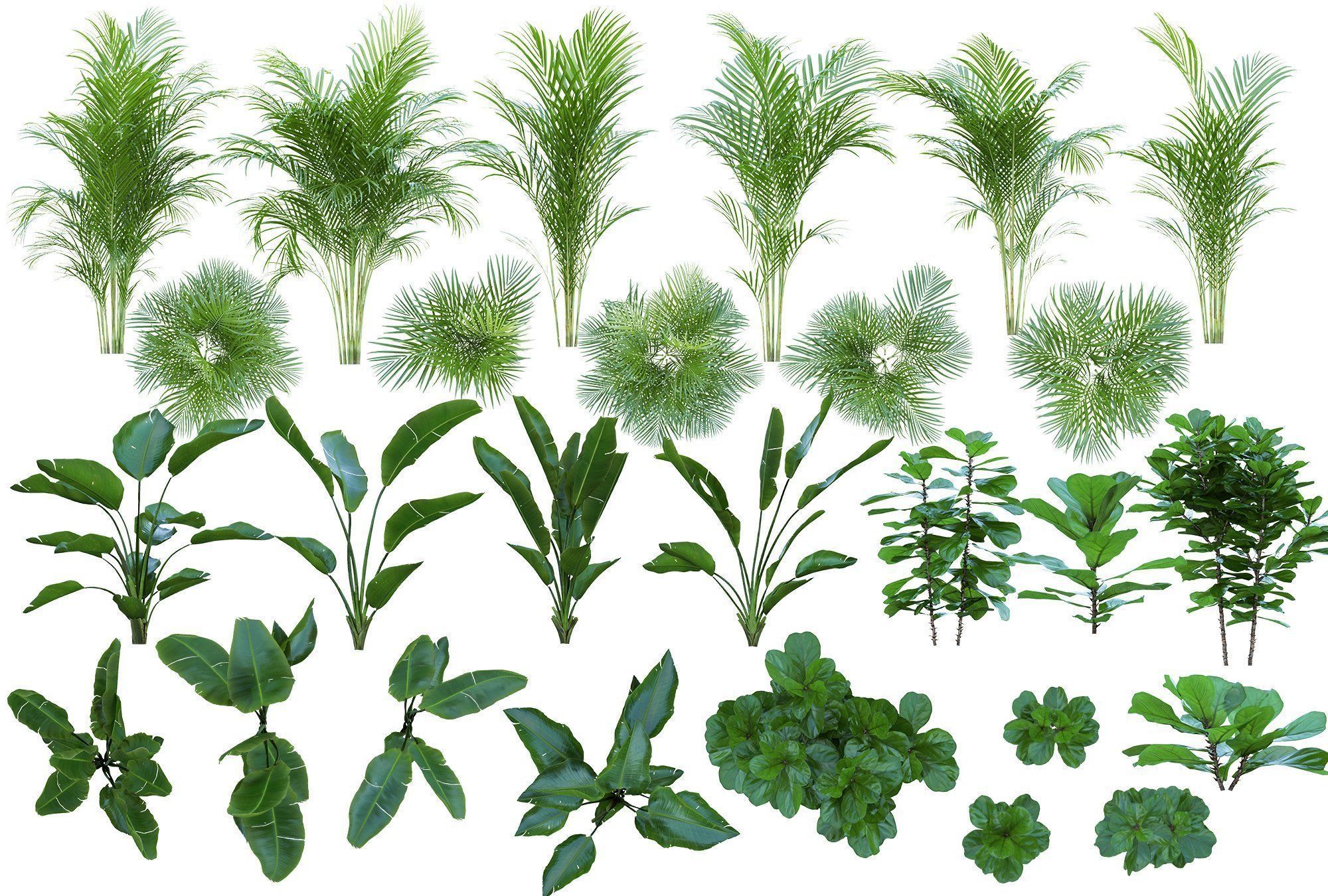 74 Cutout Plants Collection  Texture_2