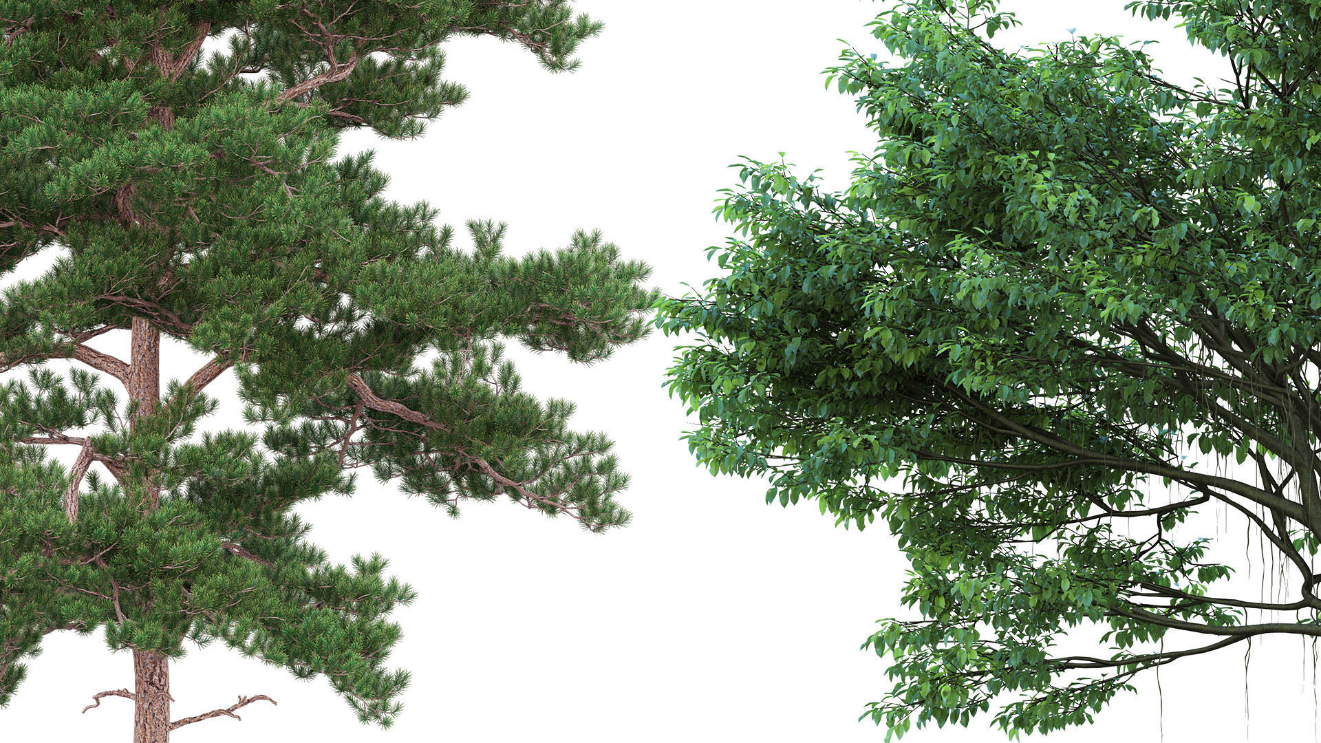 75 Cutout Trees Collection  Texture_5