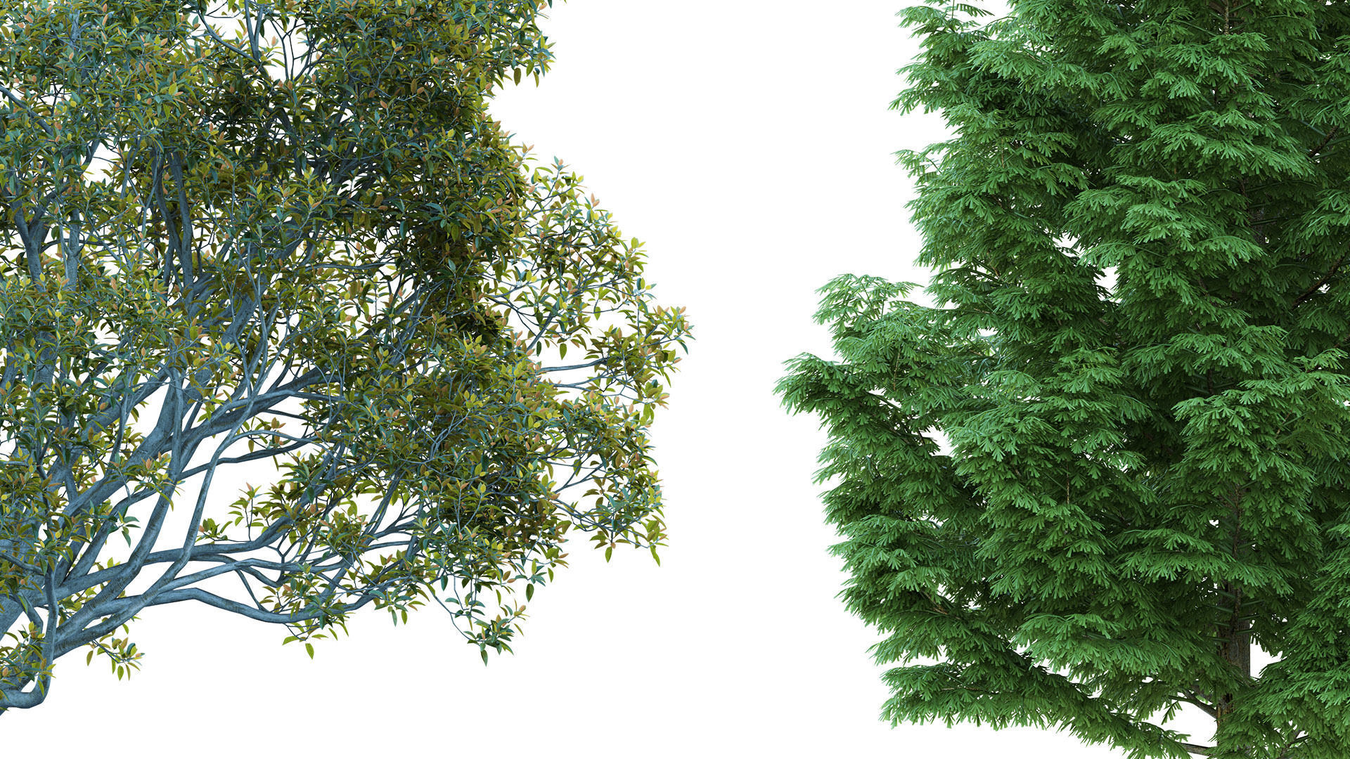 75 Cutout Trees Collection  Texture_4