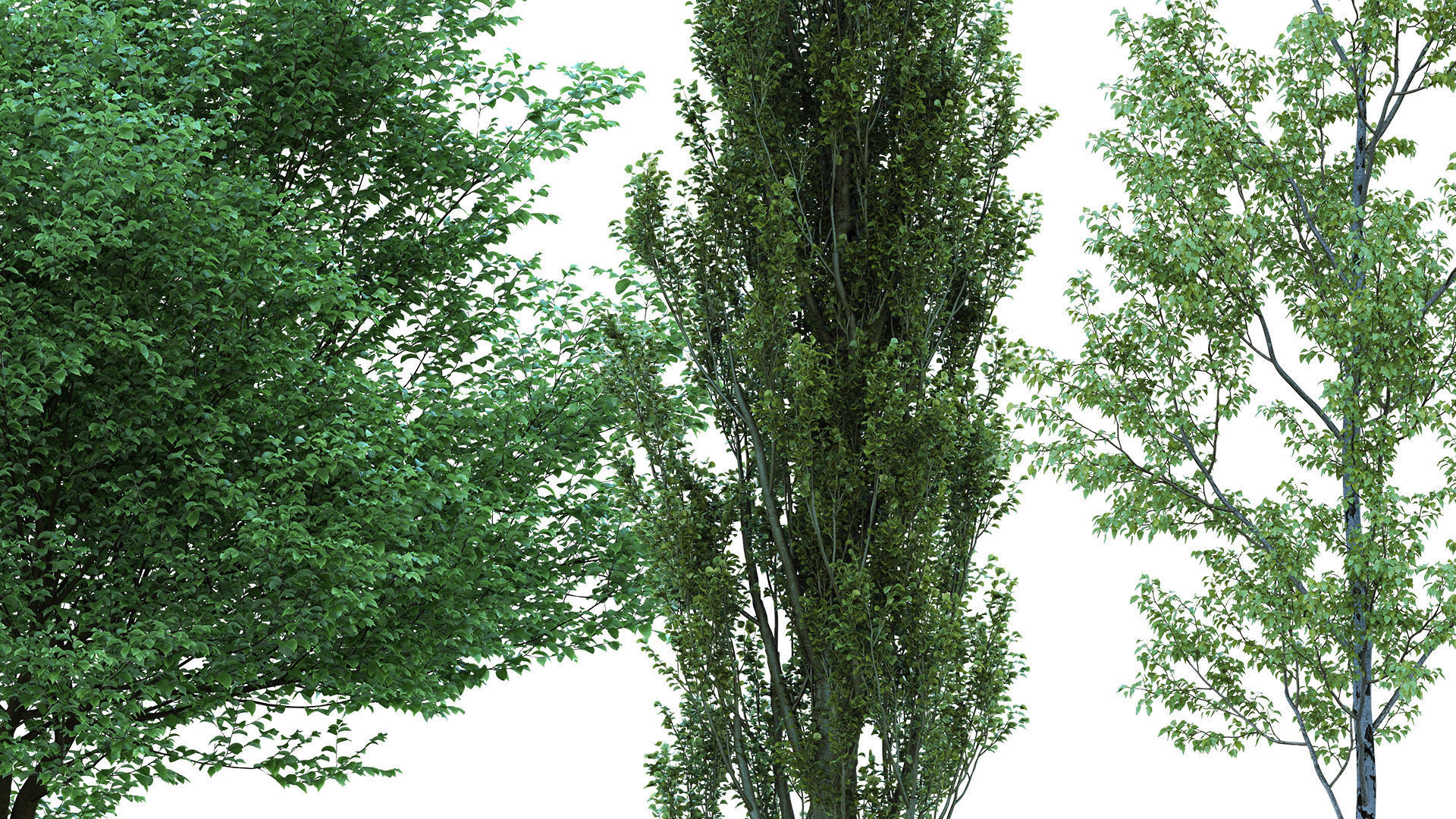 75 Cutout Trees Collection  Texture_3