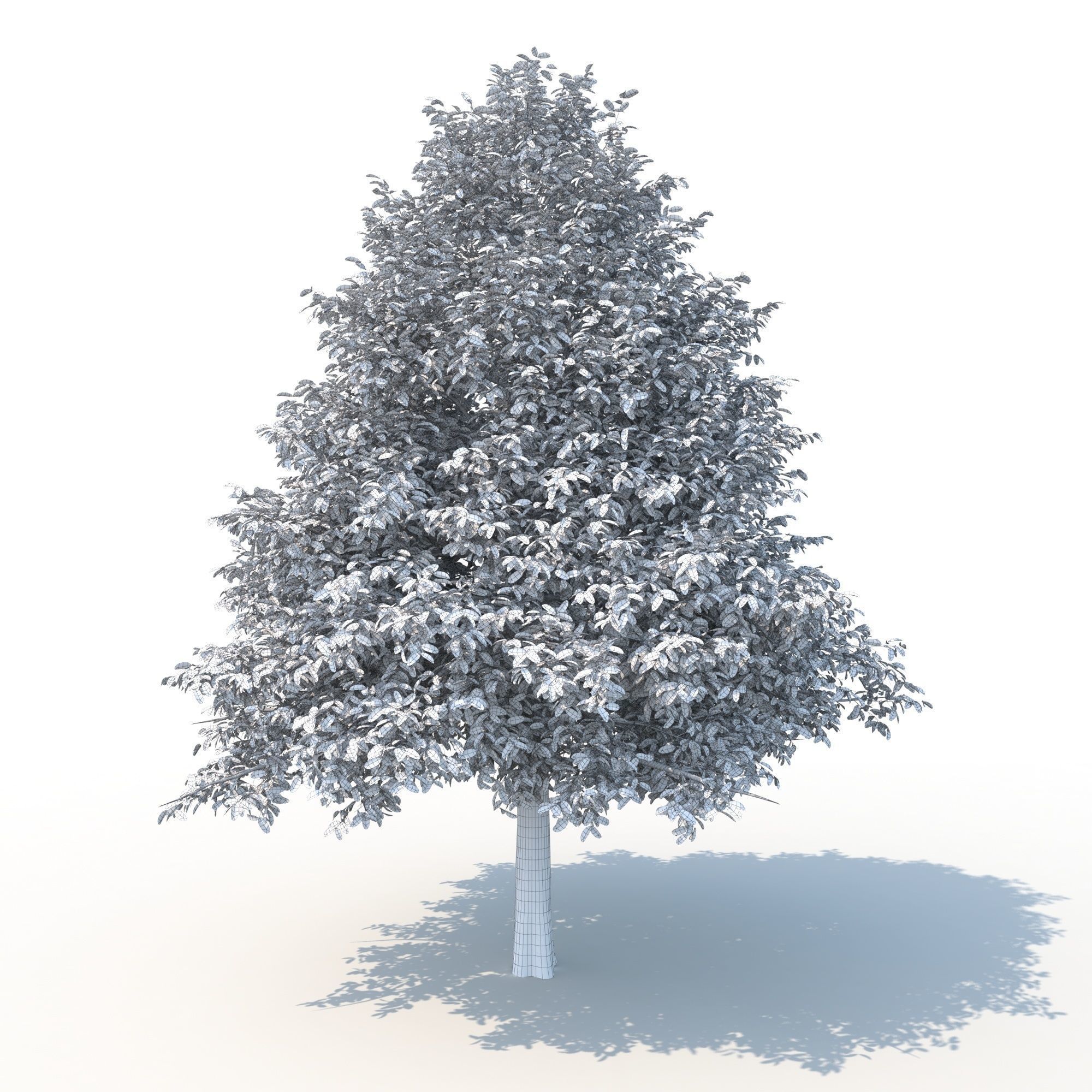 Black Tupelo Tree No 2 3D model_11