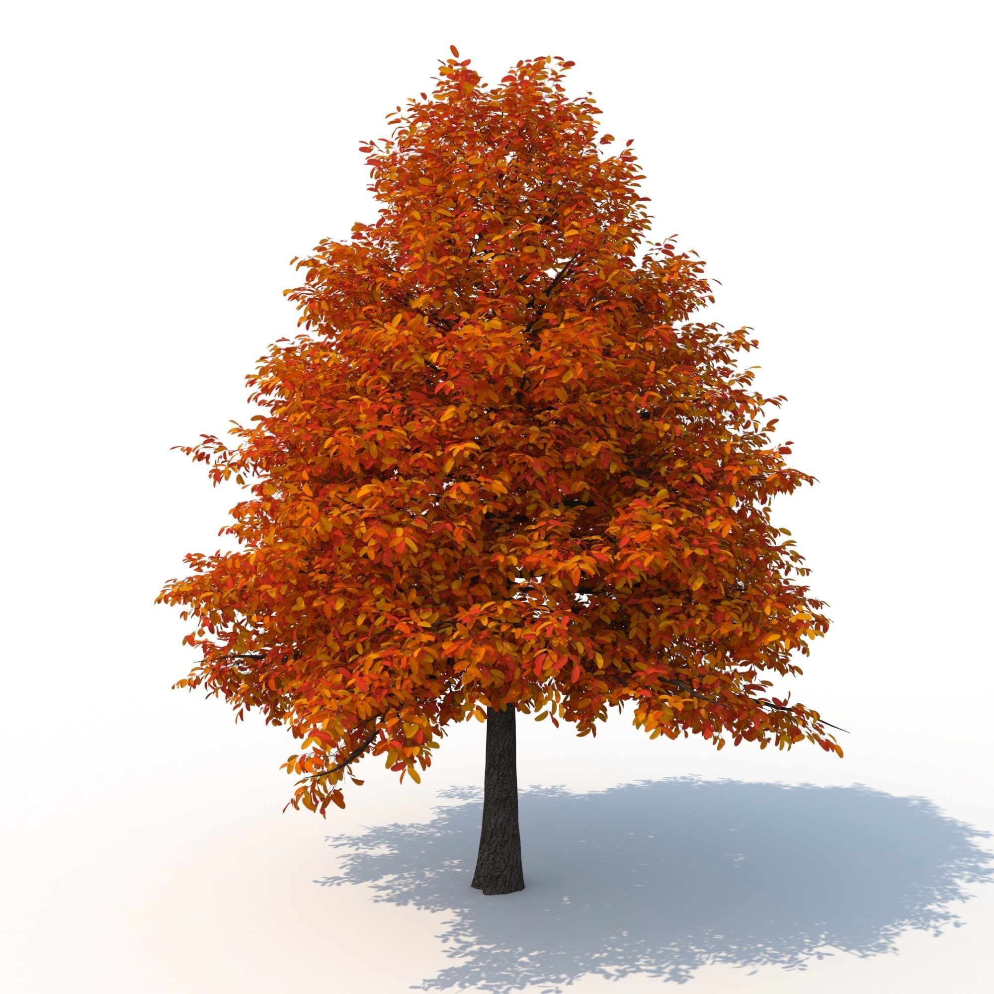 Black Tupelo Tree No 2 3D model_5