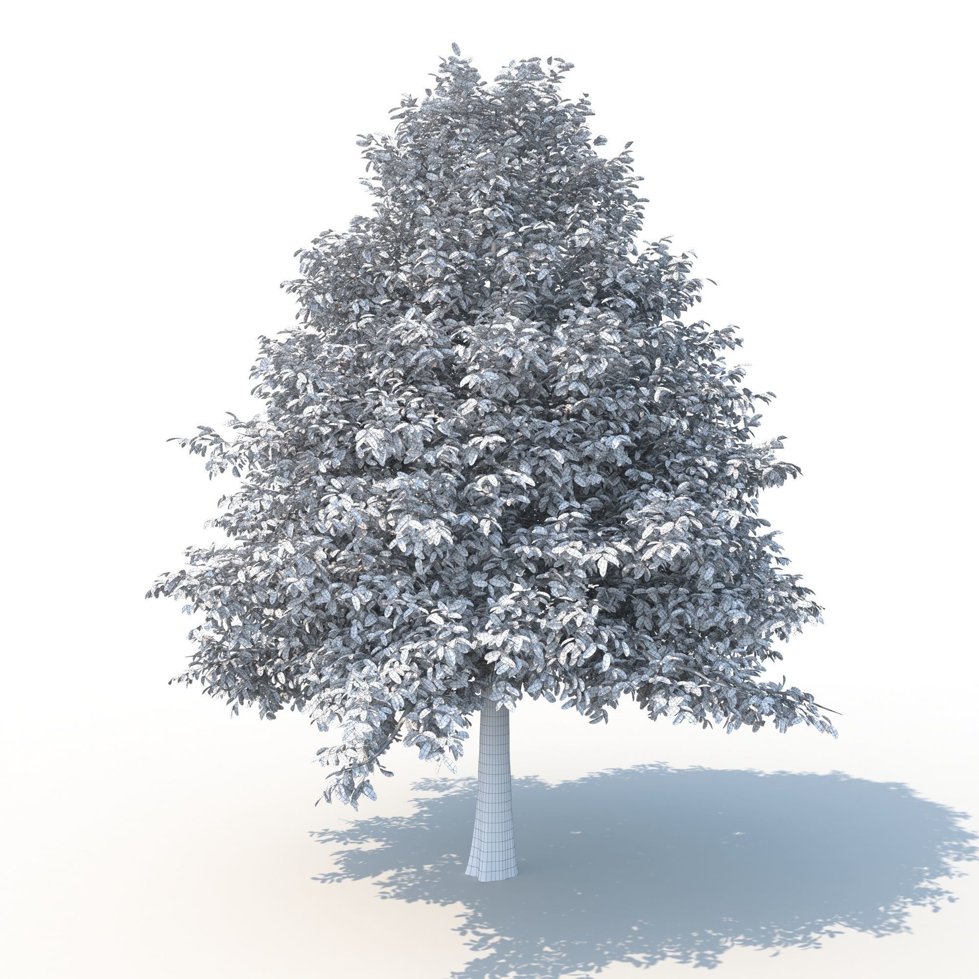 Black Tupelo Tree No 2 3D model_9
