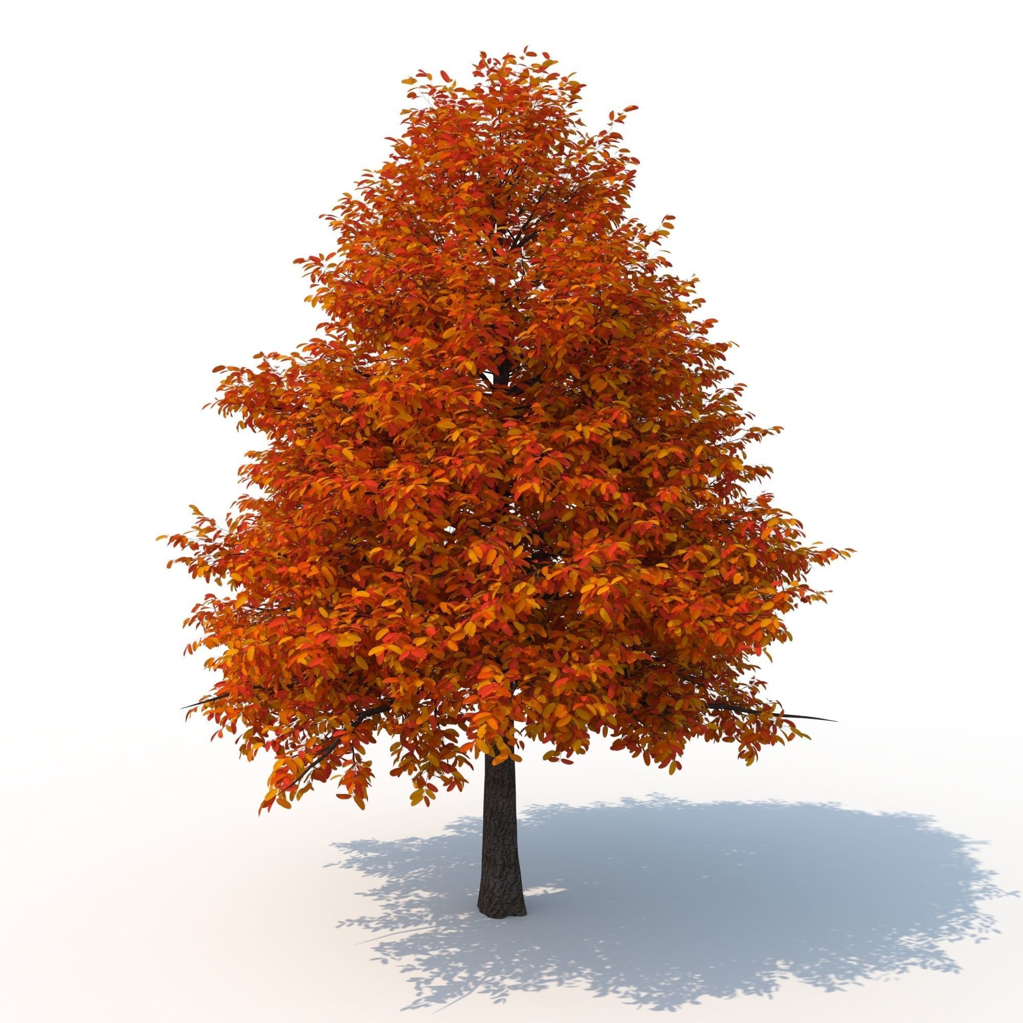 Black Tupelo Tree No 2 3D model_7