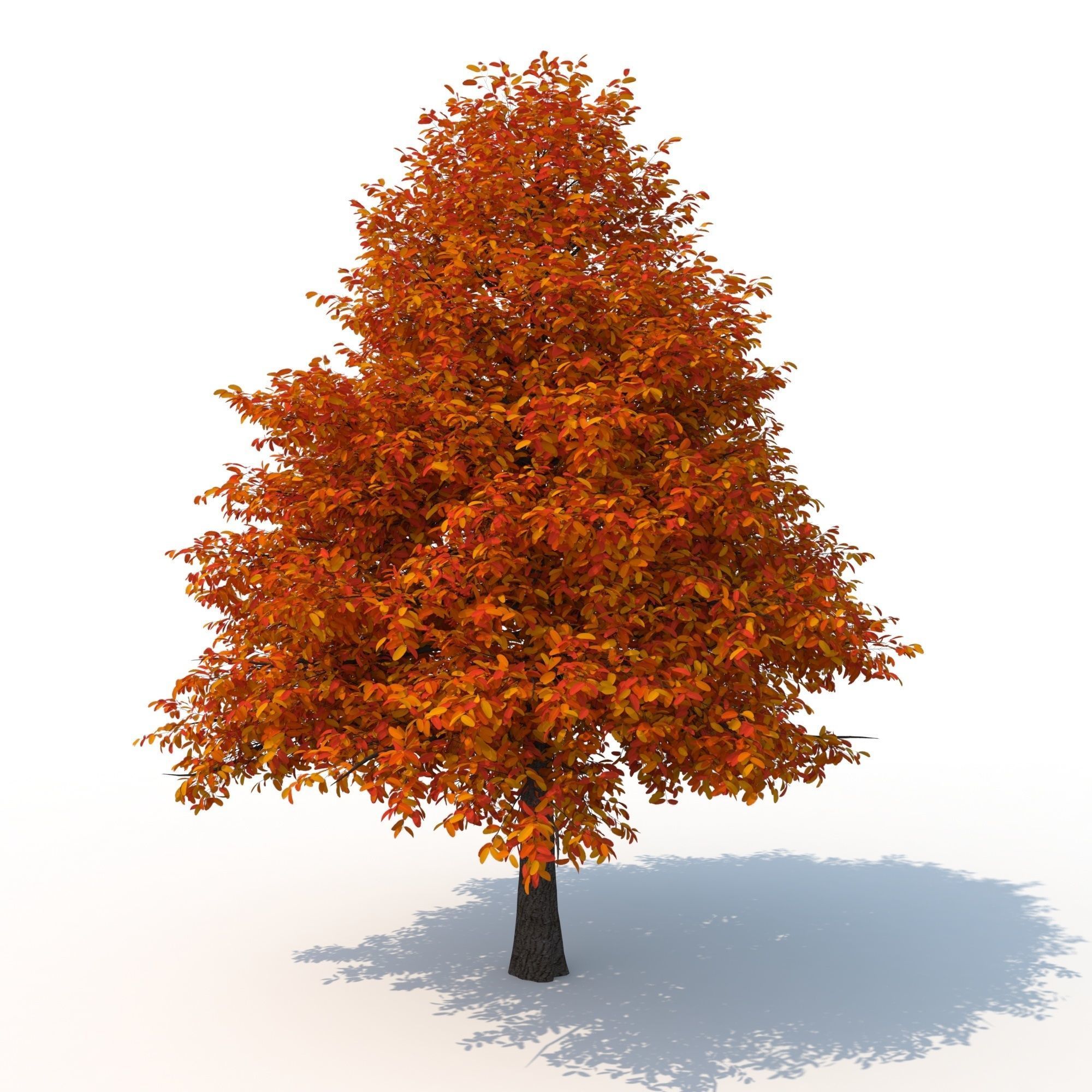 Black Tupelo Tree No 2 3D model_6