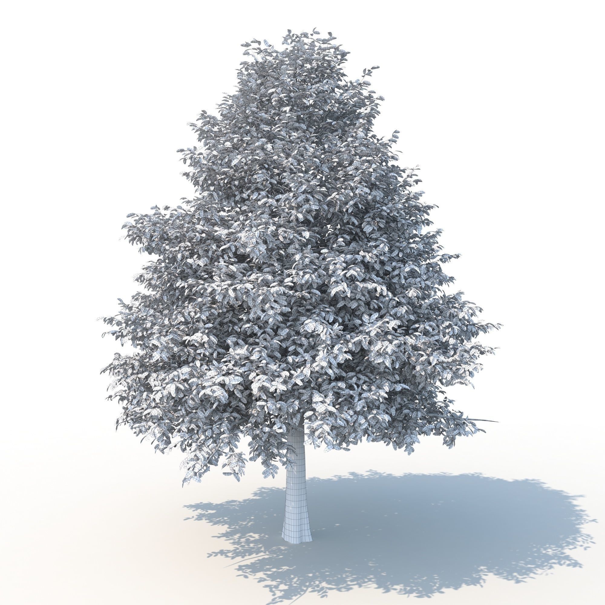 Black Tupelo Tree No 2 3D model_10