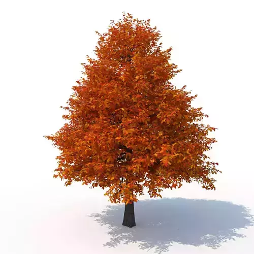 Black Tupelo Tree No 2