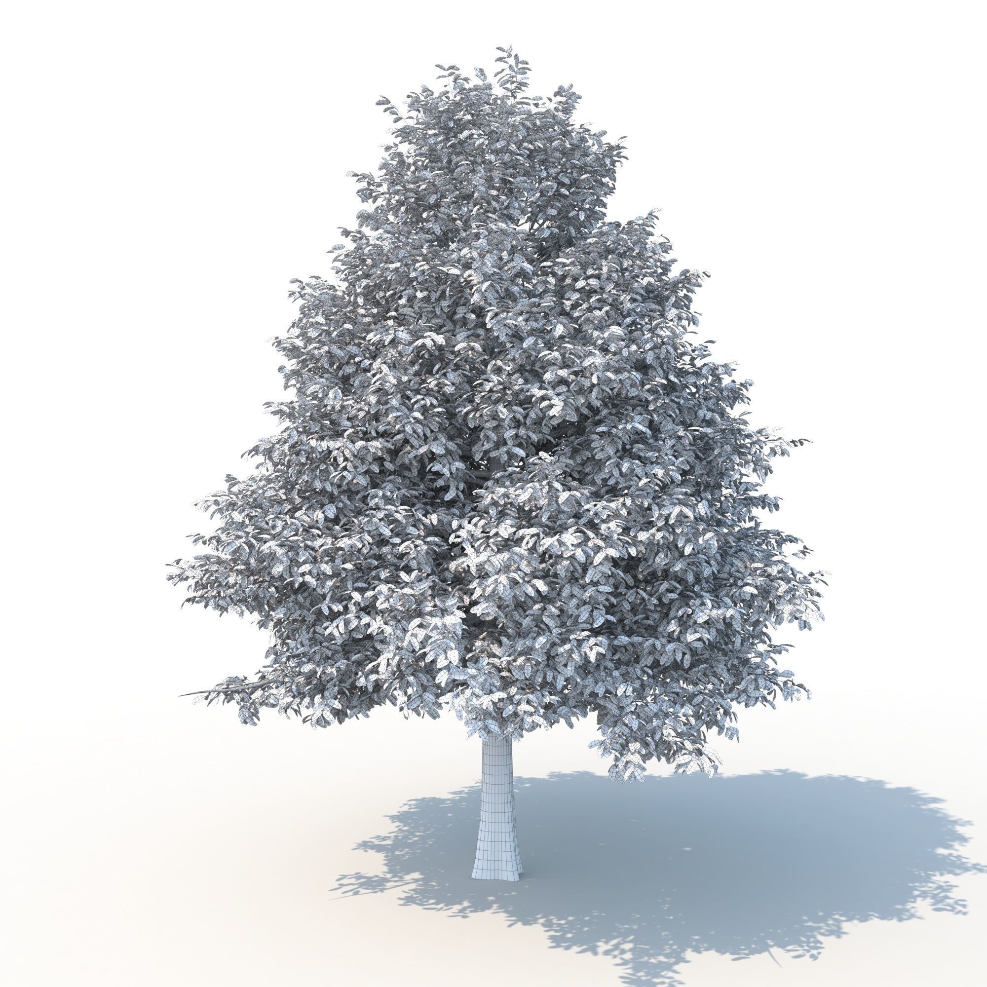 Black Tupelo Tree No 2 3D model_8