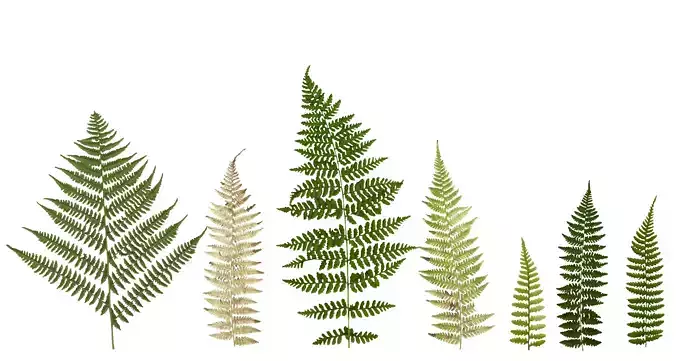 Lady Fern Frond Texture Pack - 22 Textures