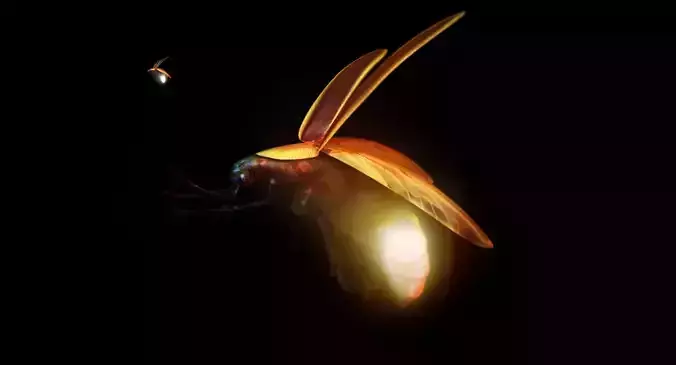 firefly 3d model fly 3D model