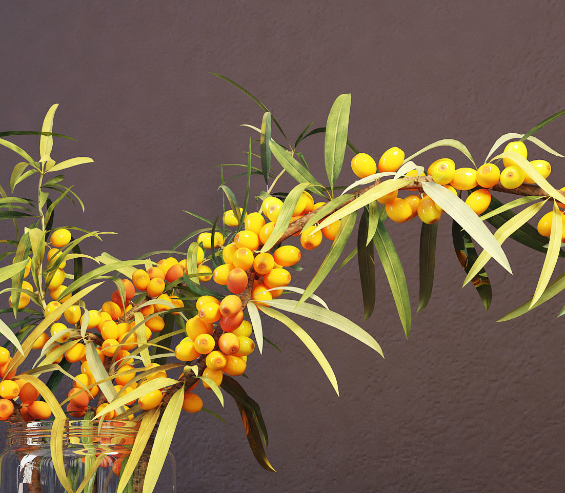 sea buckthorn and teapot 3D model_2