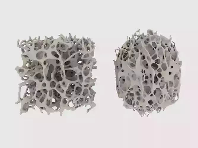 bone structure 3D model