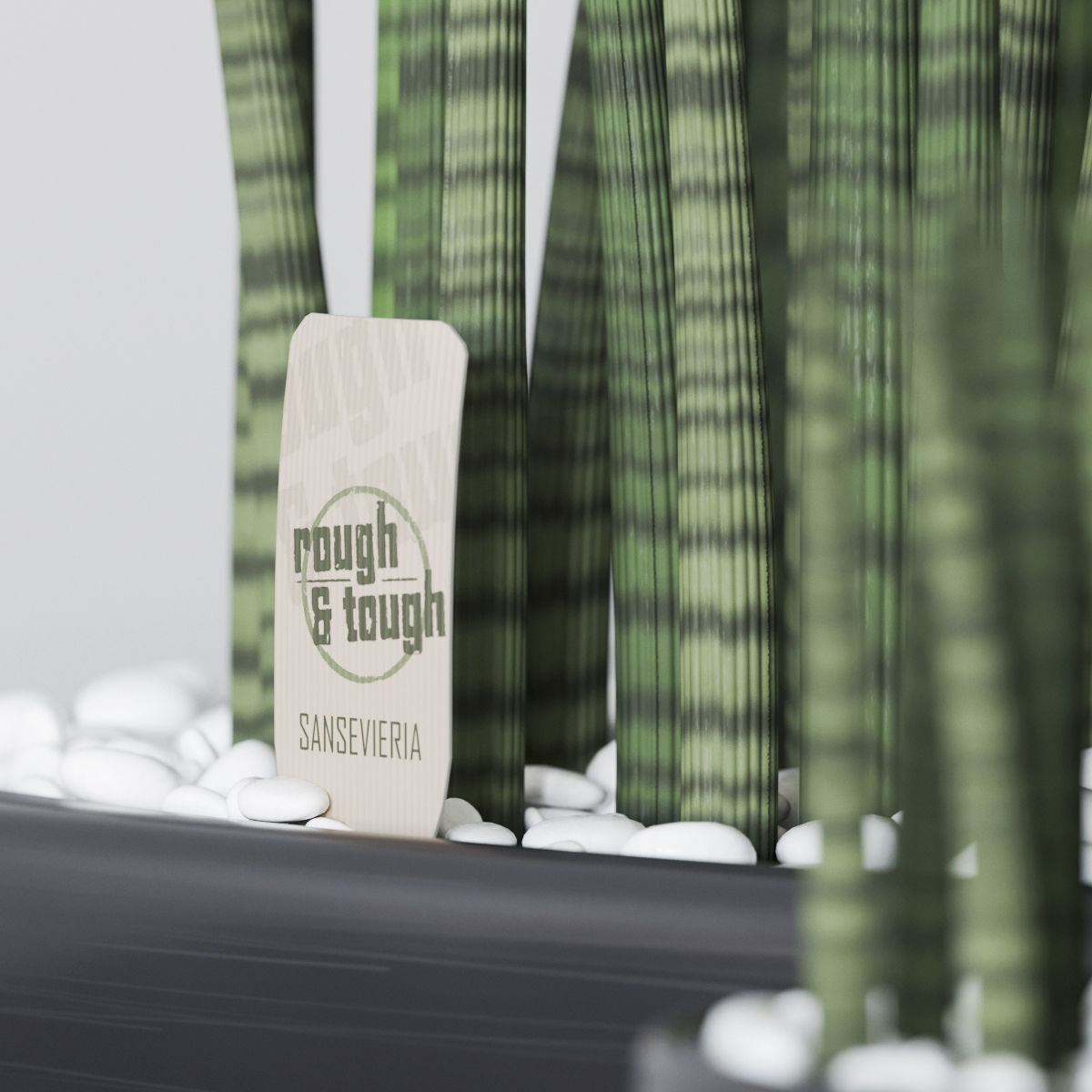 Set of Sansevieria cylindrica 3D model_3