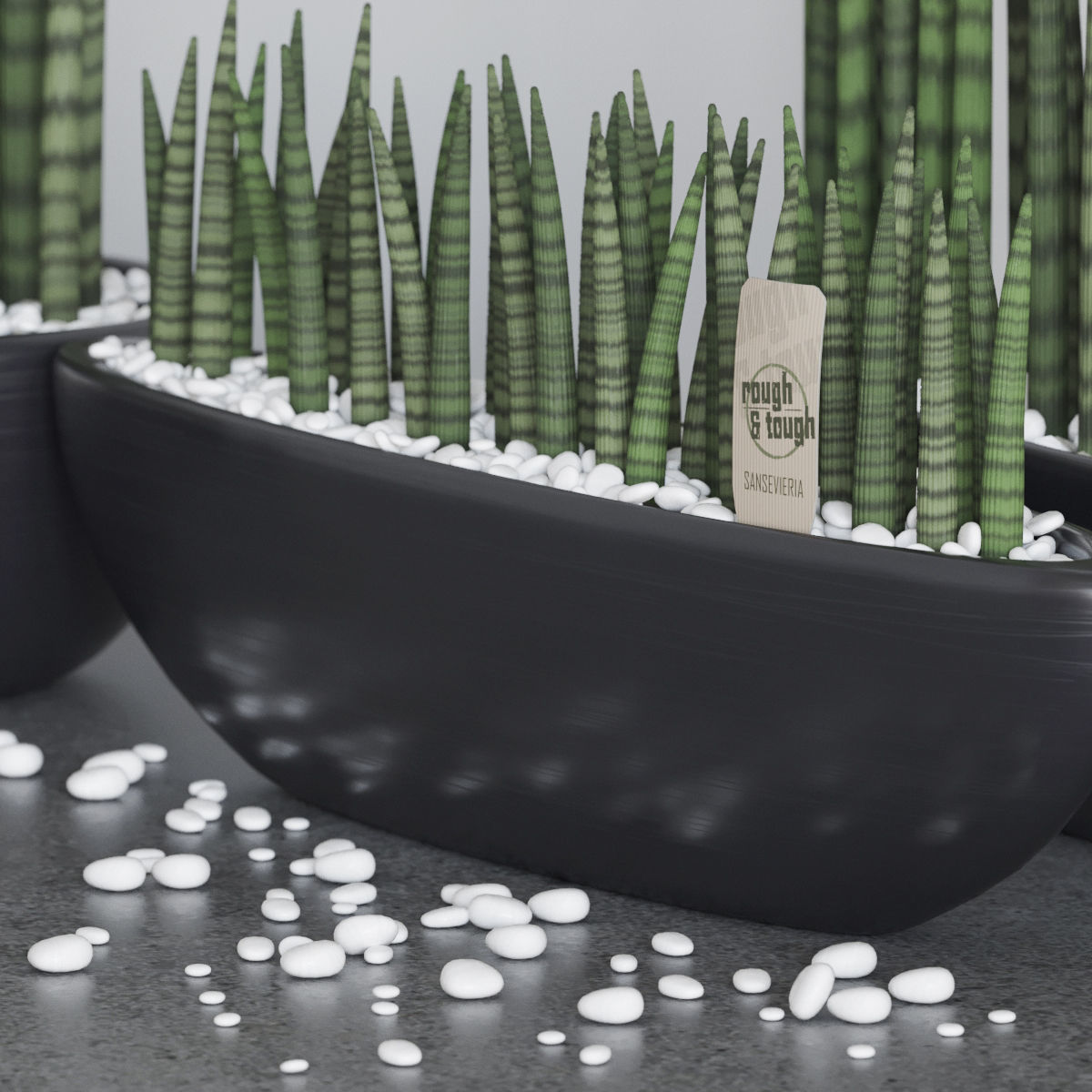 Set of Sansevieria cylindrica 3D model_5