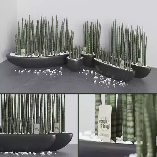 Set of Sansevieria cylindrica 3D model