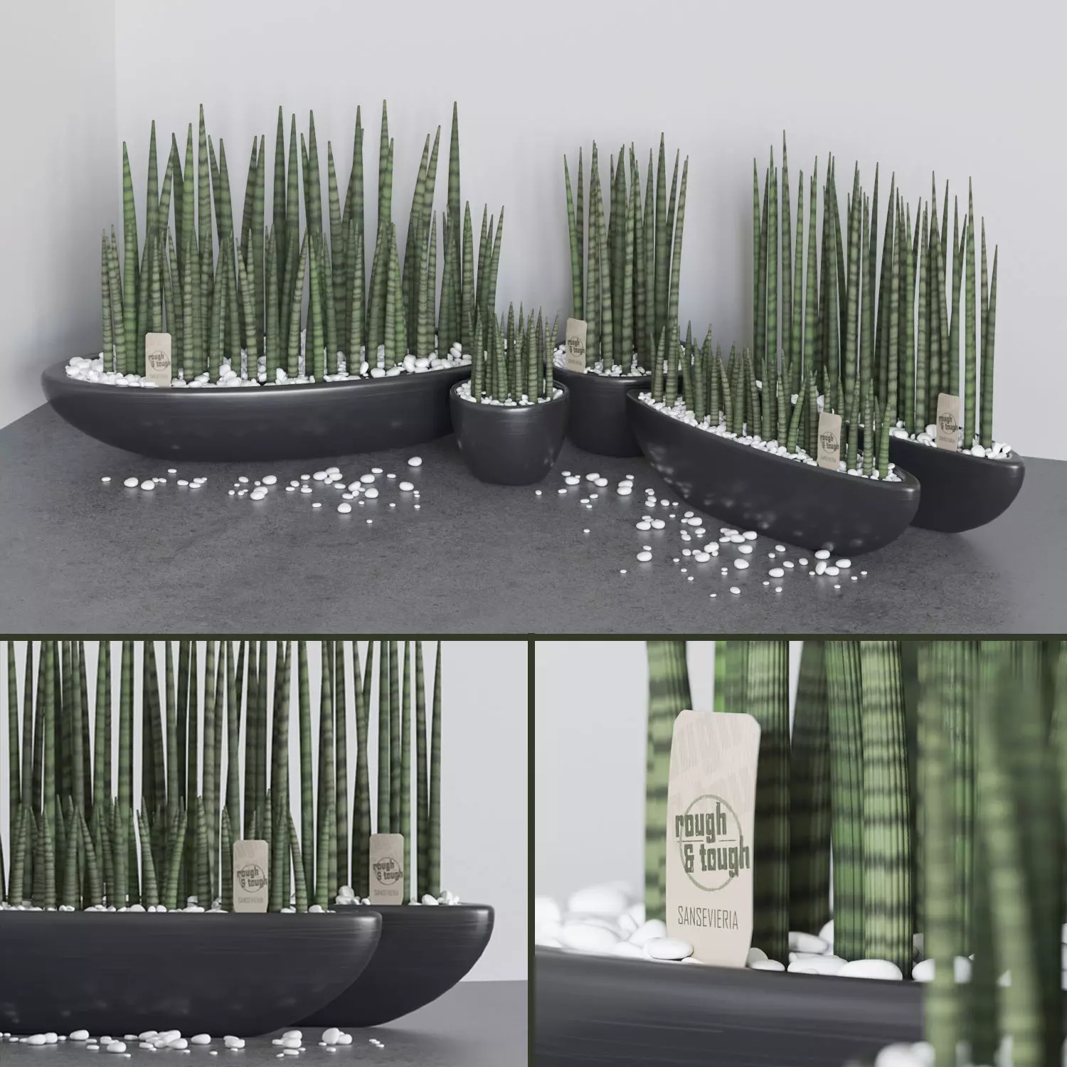 Set of Sansevieria cylindrica 3D model_0