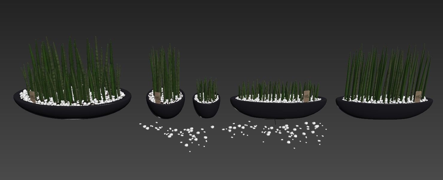 Set of Sansevieria cylindrica 3D model_9