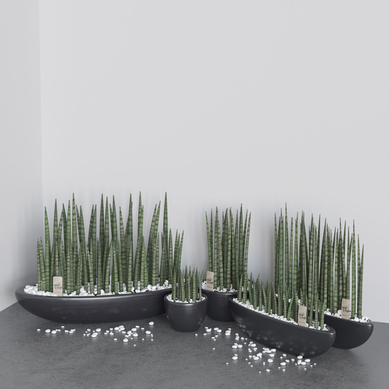 Set of Sansevieria cylindrica 3D model_1