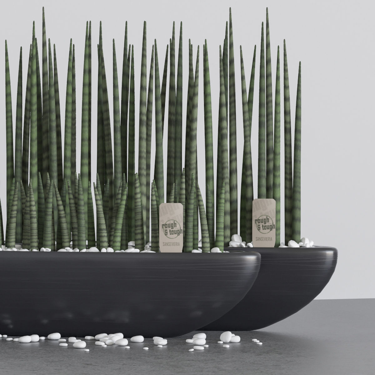 Set of Sansevieria cylindrica 3D model_4