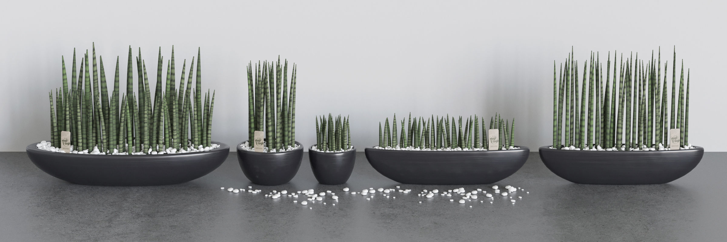 Set of Sansevieria cylindrica 3D model_2