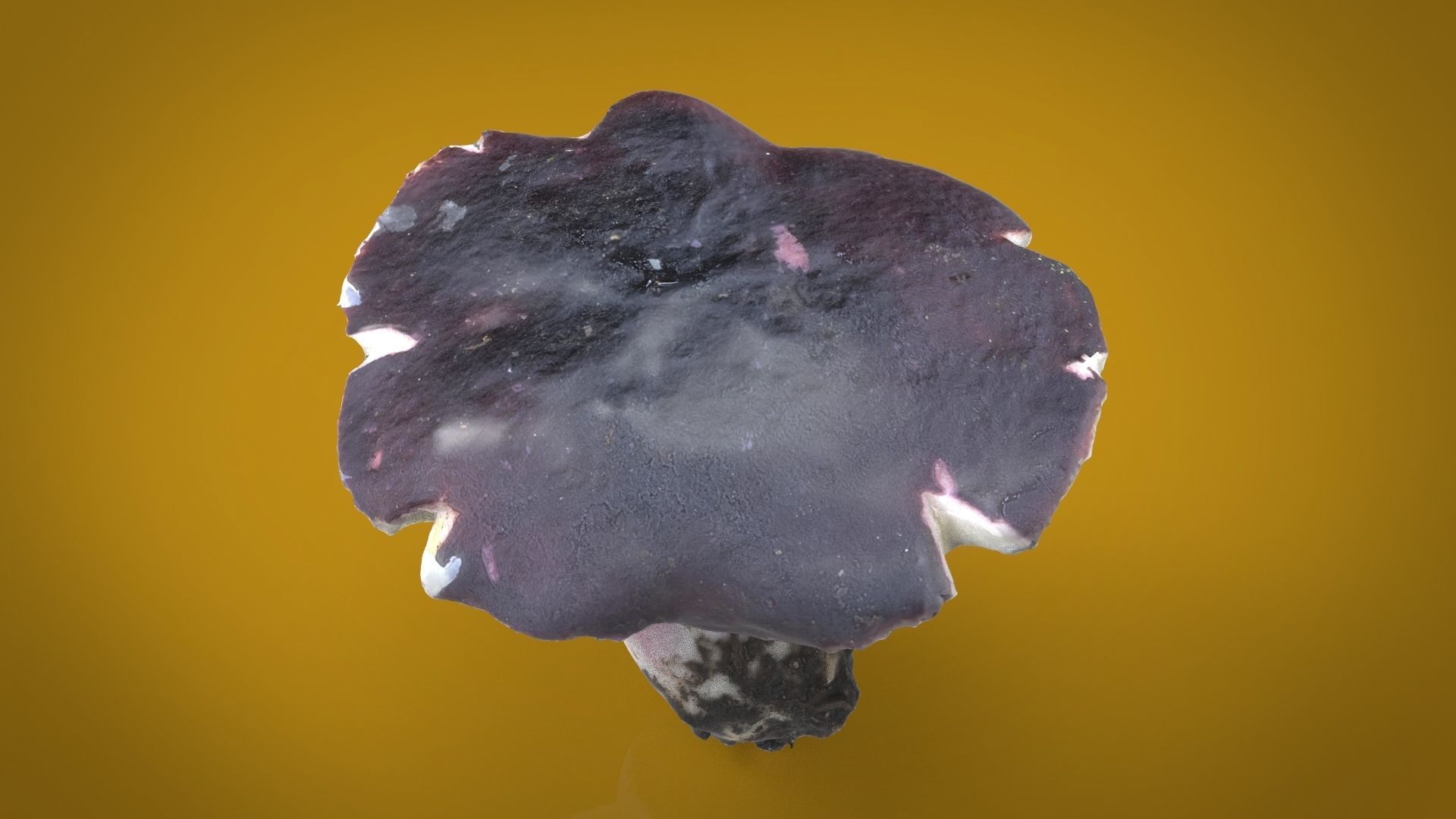 MUSHROOM RUSSULA Low-poly 3D model_1