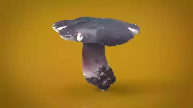 MUSHROOM RUSSULA Low-poly 3D model