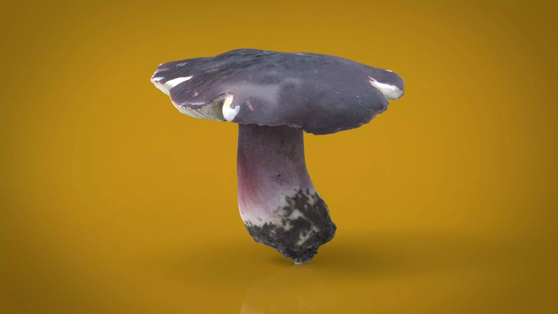 MUSHROOM RUSSULA Low-poly 3D model_0