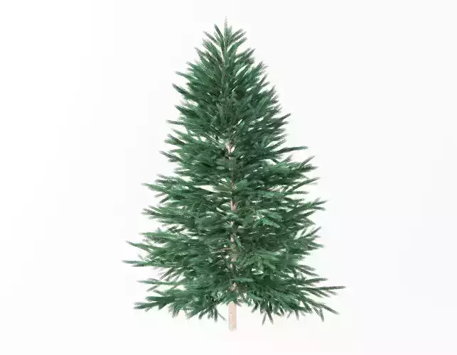 Christmas tree model fir tree