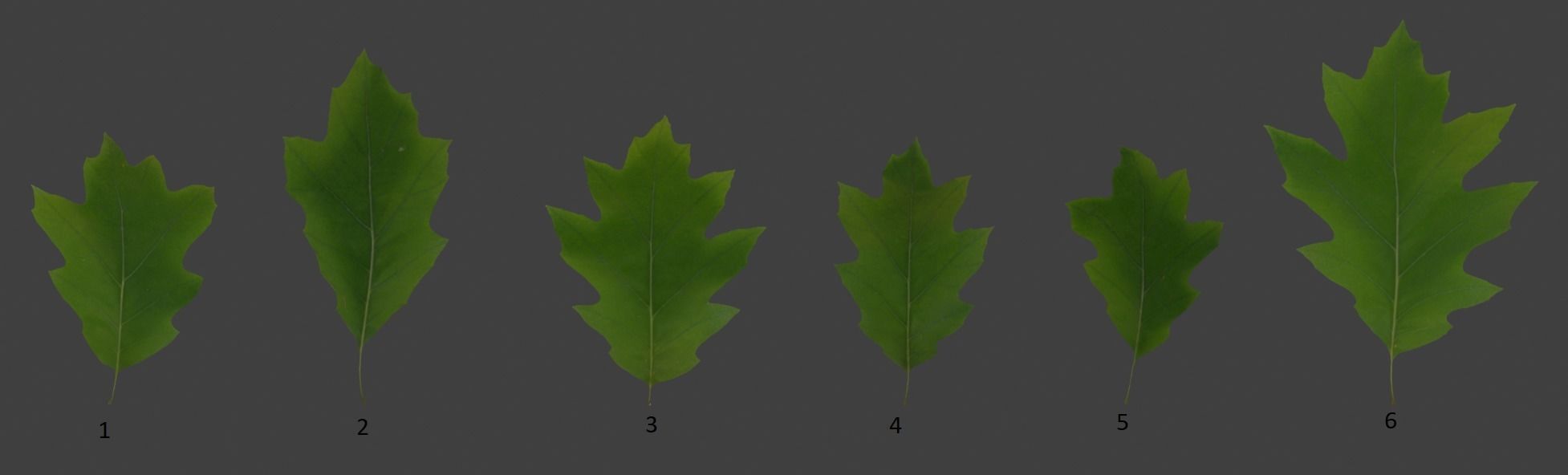 Oak 2 leaf 3D models 3D model_1