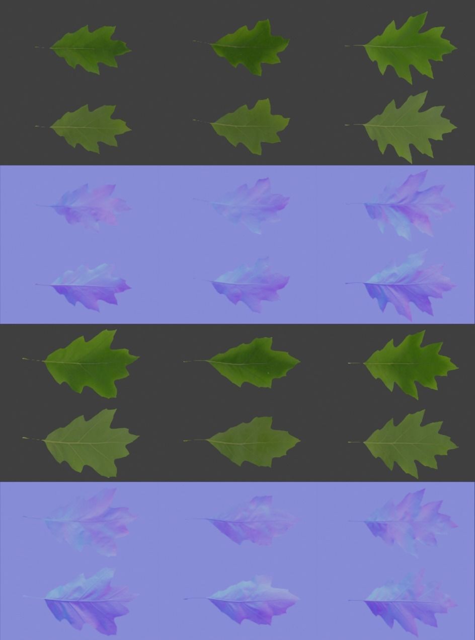 Oak 2 leaf 3D models 3D model_3