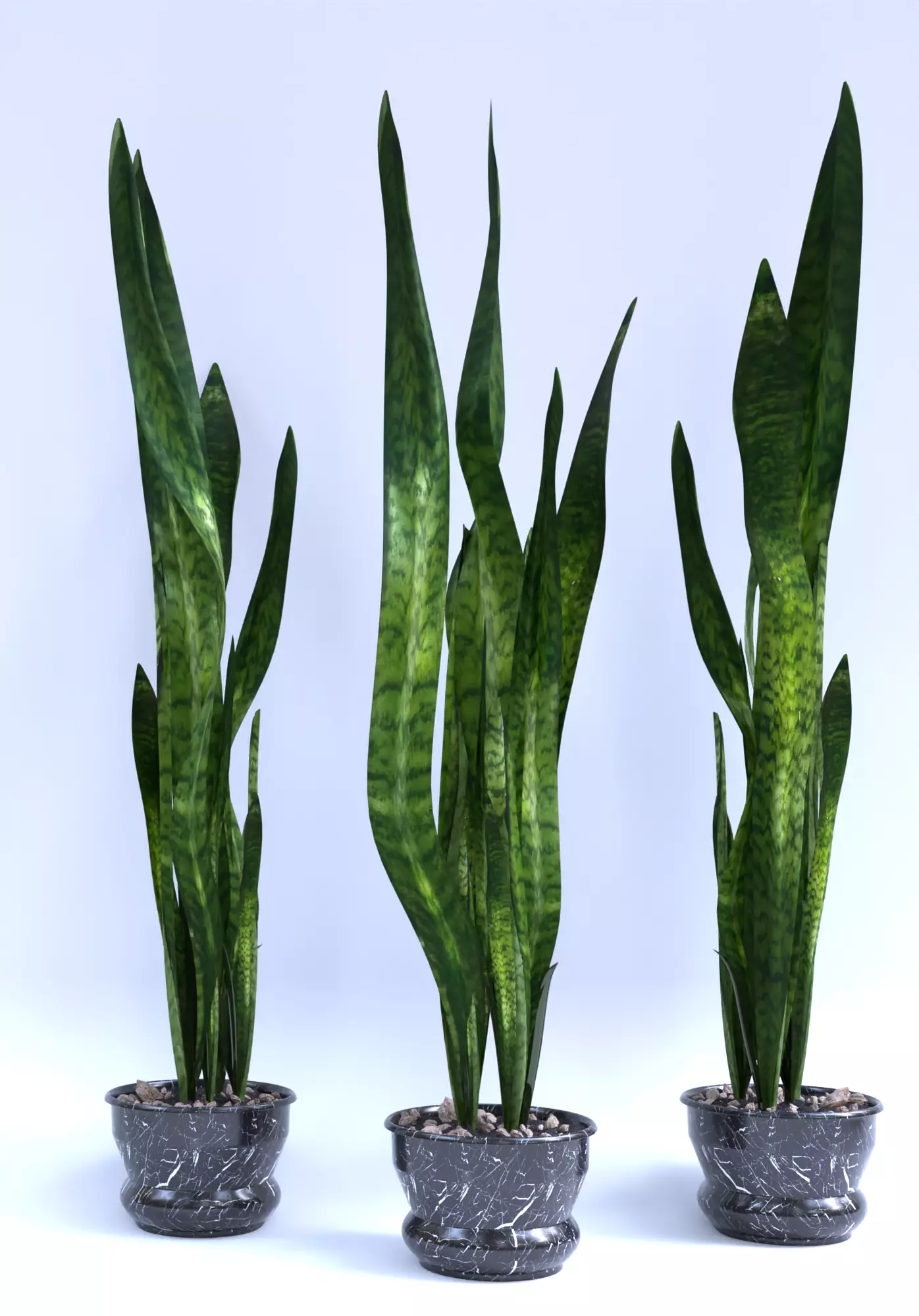 Sansevieria flowerpot 3D model