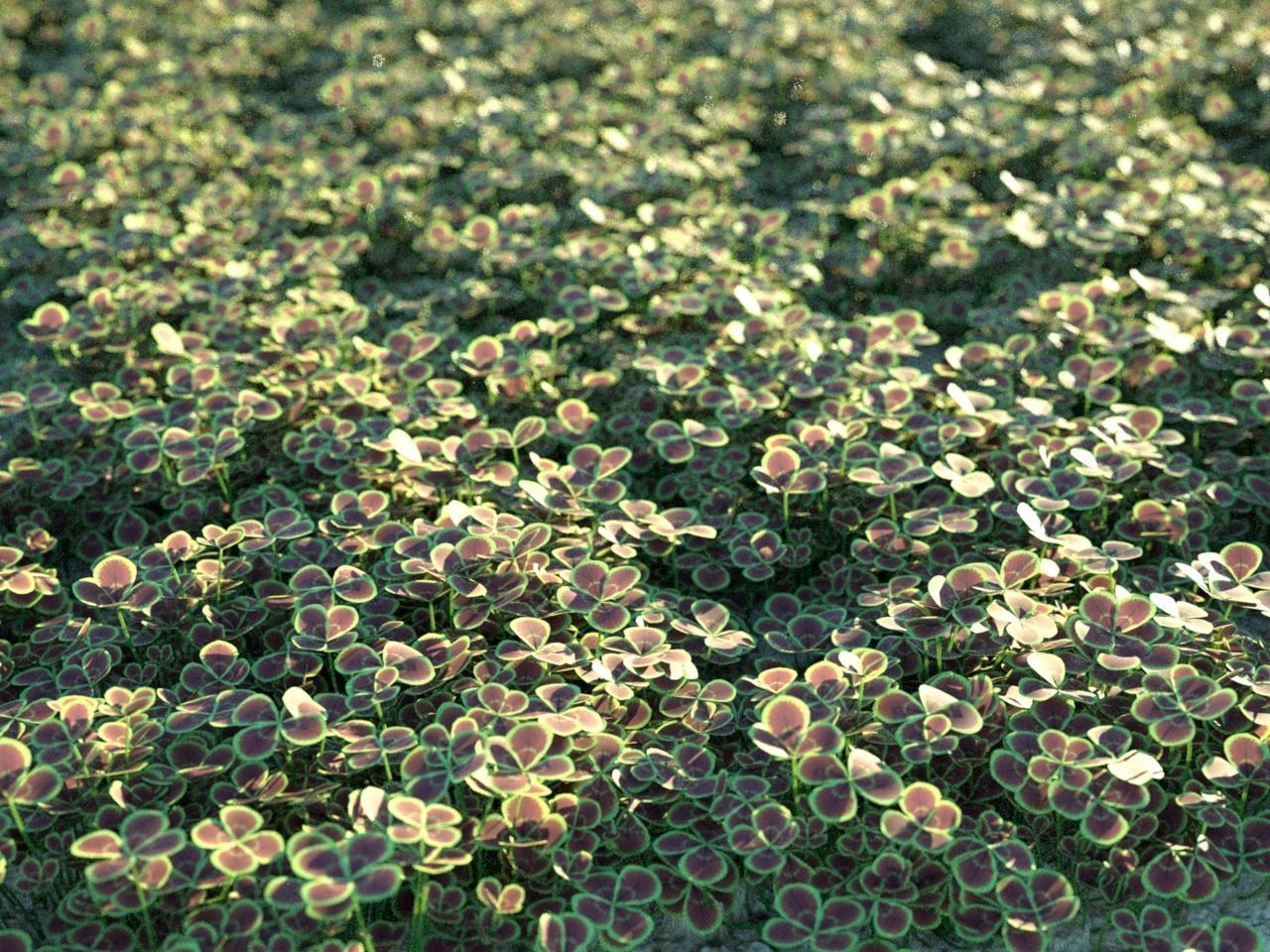 Clover realistic set Free 3D model