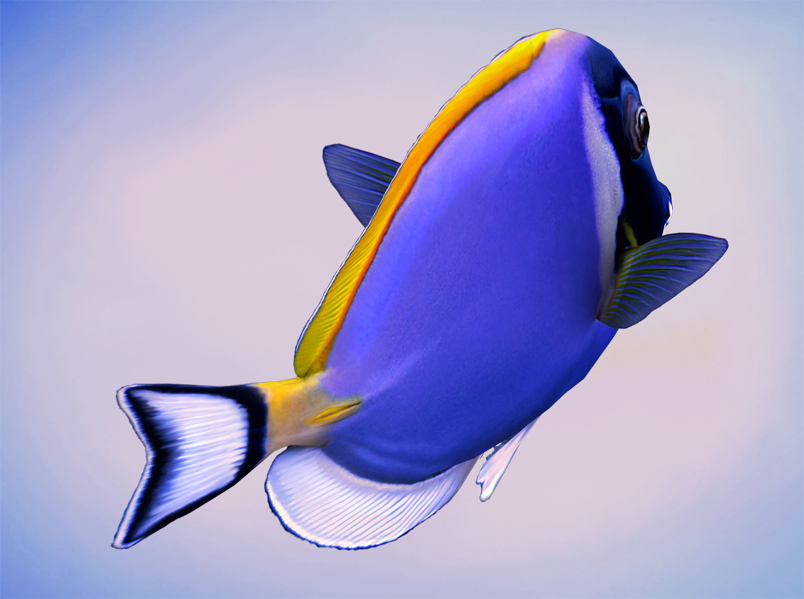 Acanthurus Leucosternon Low-poly 3D model_3