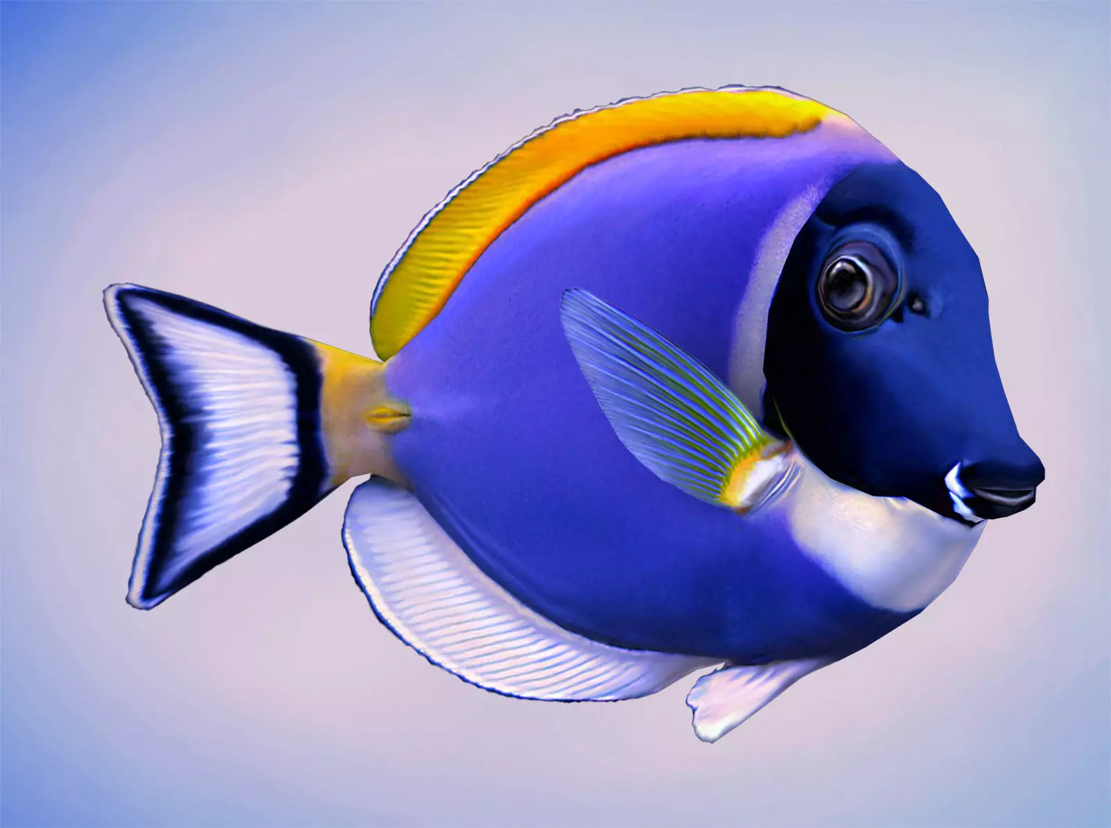 Acanthurus Leucosternon Low-poly 3D model_0