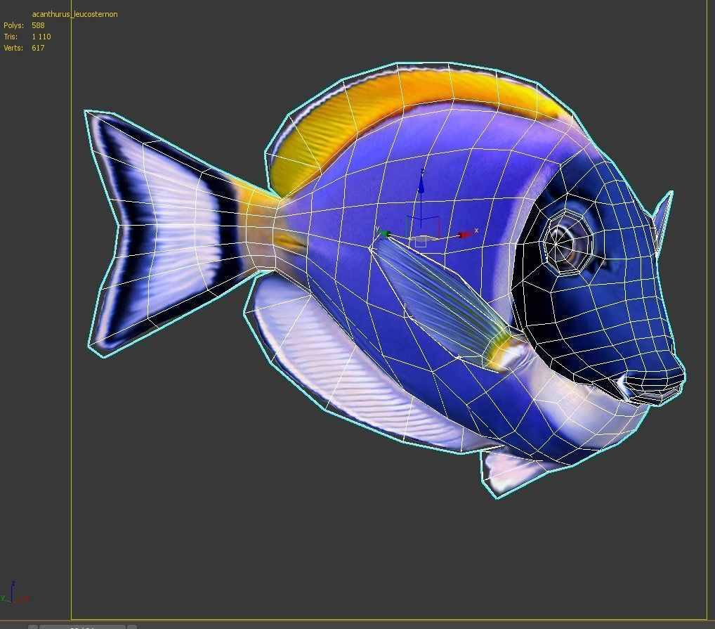 Acanthurus Leucosternon Low-poly 3D model_9