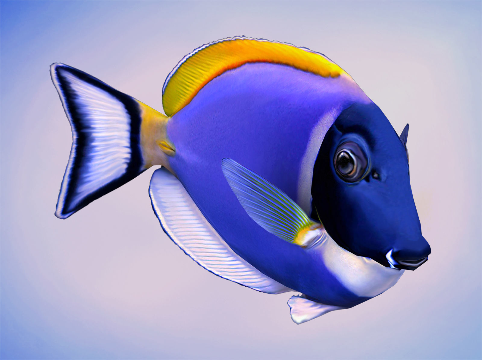 Acanthurus Leucosternon Low-poly 3D model_2