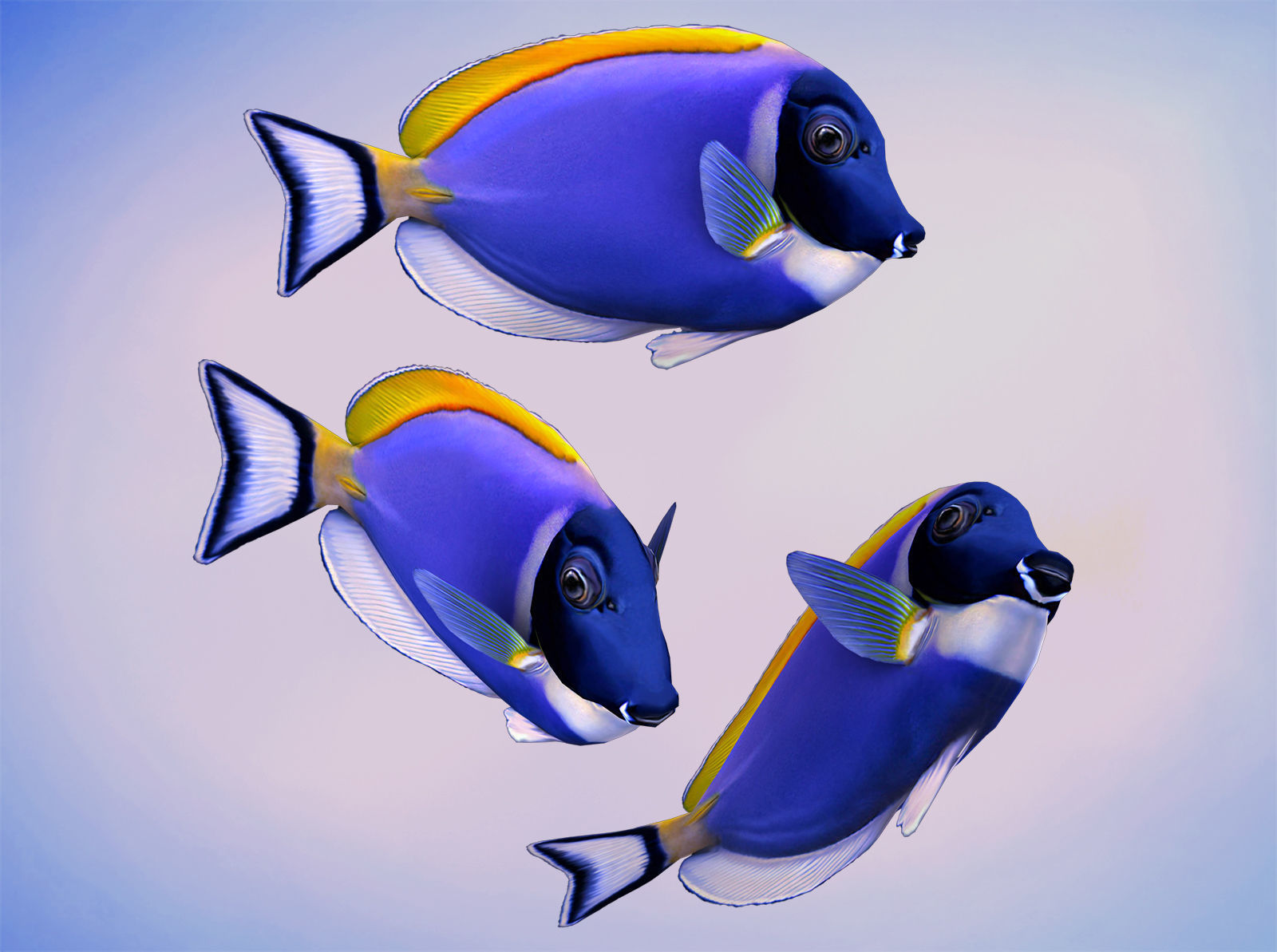 Acanthurus Leucosternon Low-poly 3D model_4