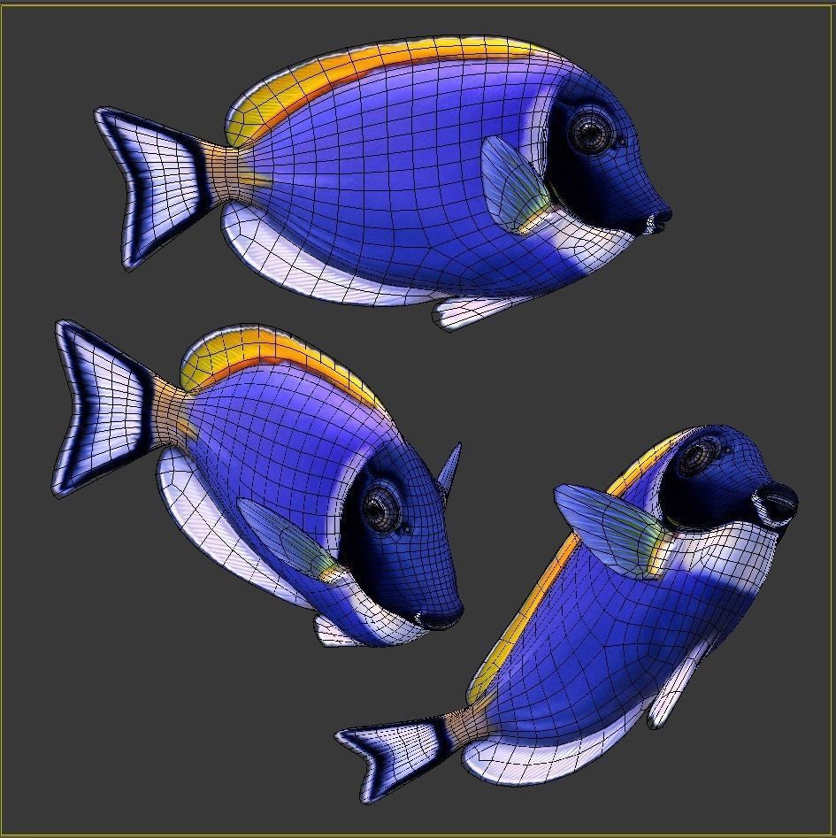 Acanthurus Leucosternon Low-poly 3D model_6