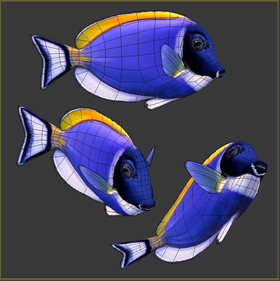 Acanthurus Leucosternon Low-poly 3D model_5