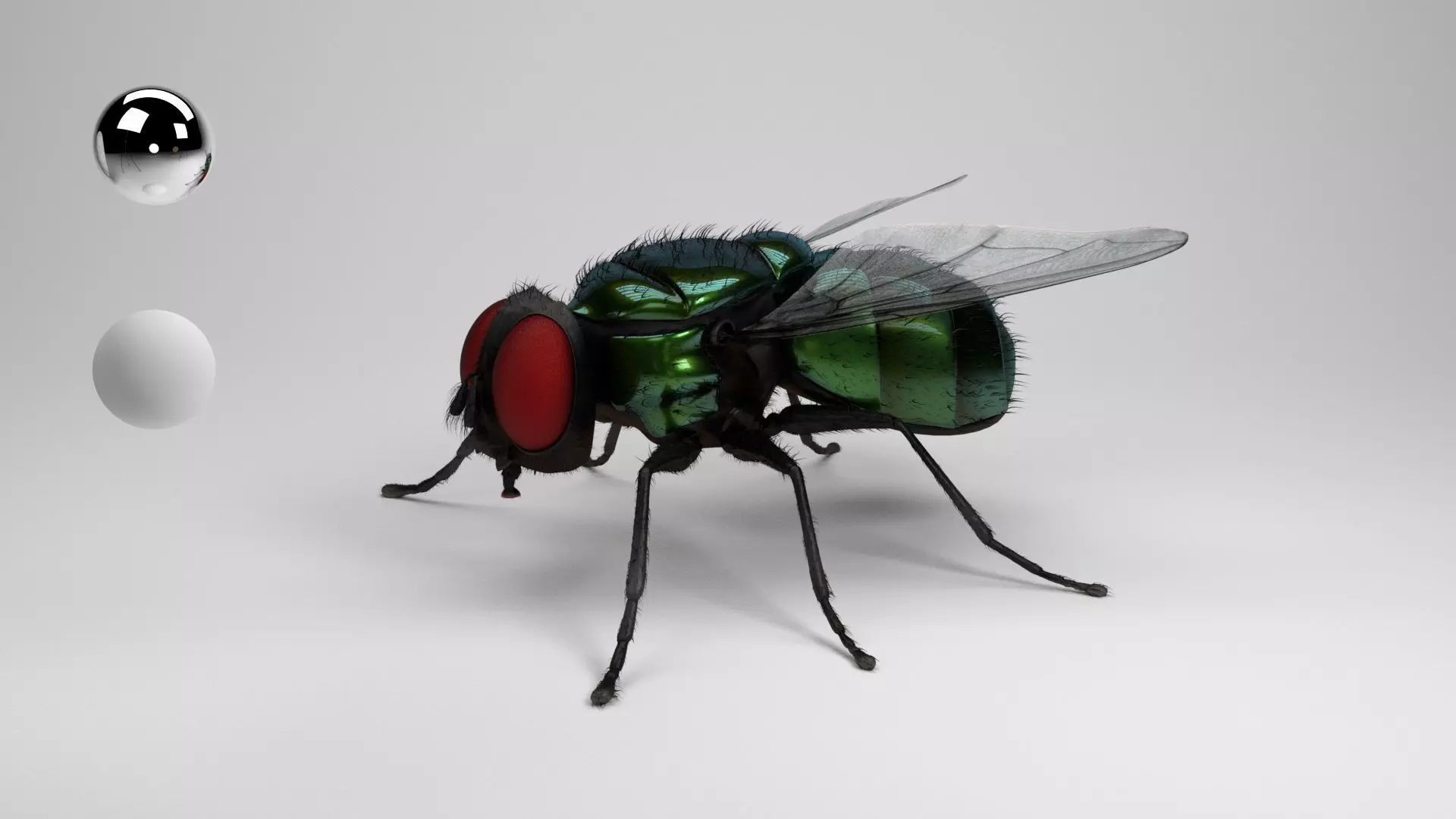 housefly fly 3D model