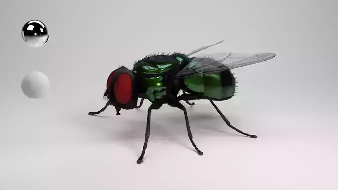 housefly fly 3D model
