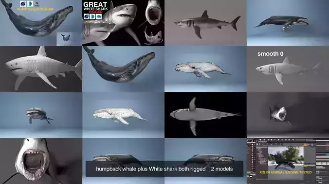 humpback whale plus White shark both rigged 