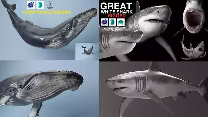 humpback whale plus White shark both rigged  3D Model Collection