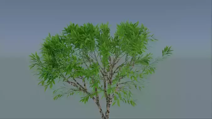 tree2 tree with leaves