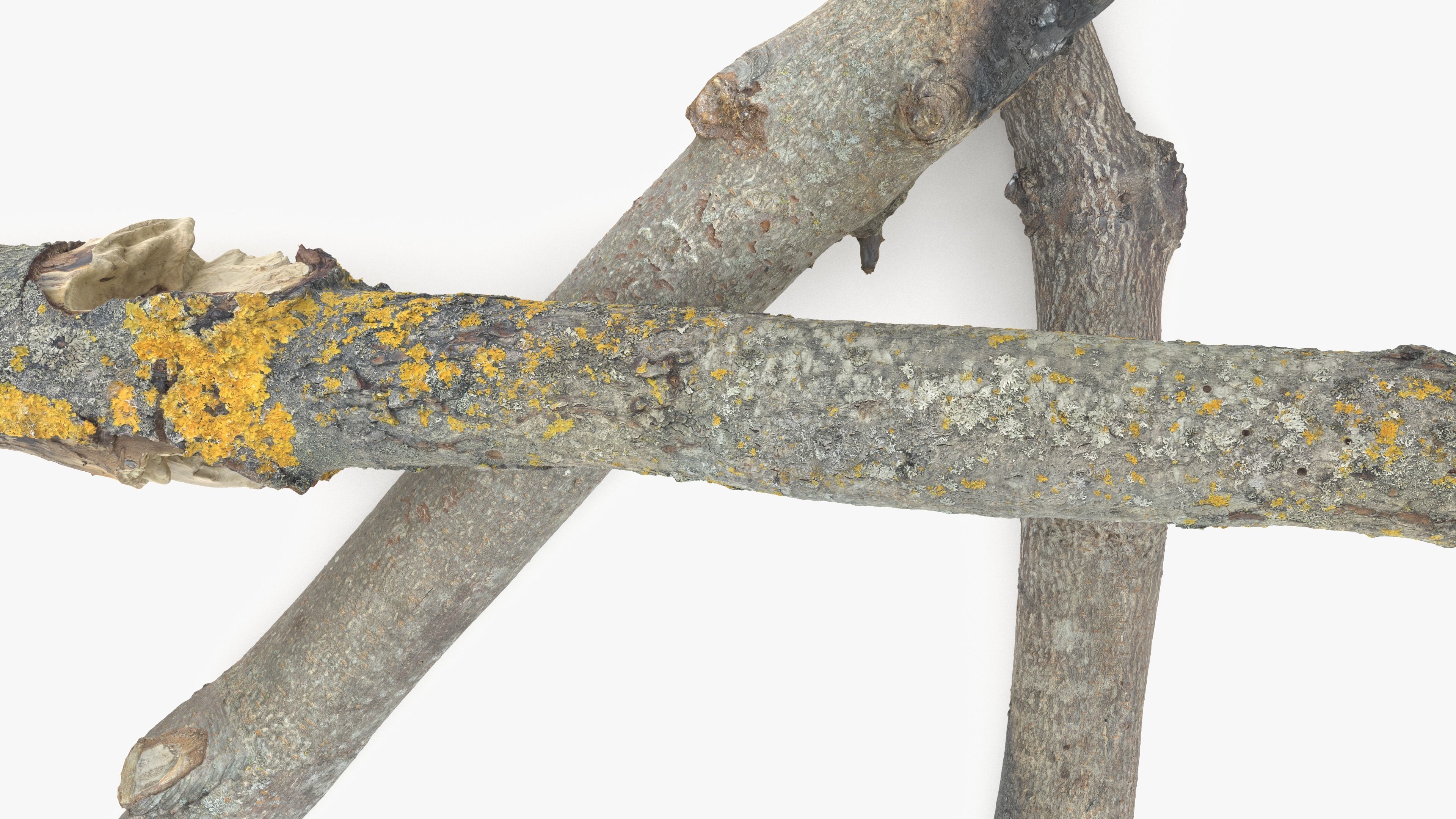 Burned Broken Branches Low-poly 3D model_5