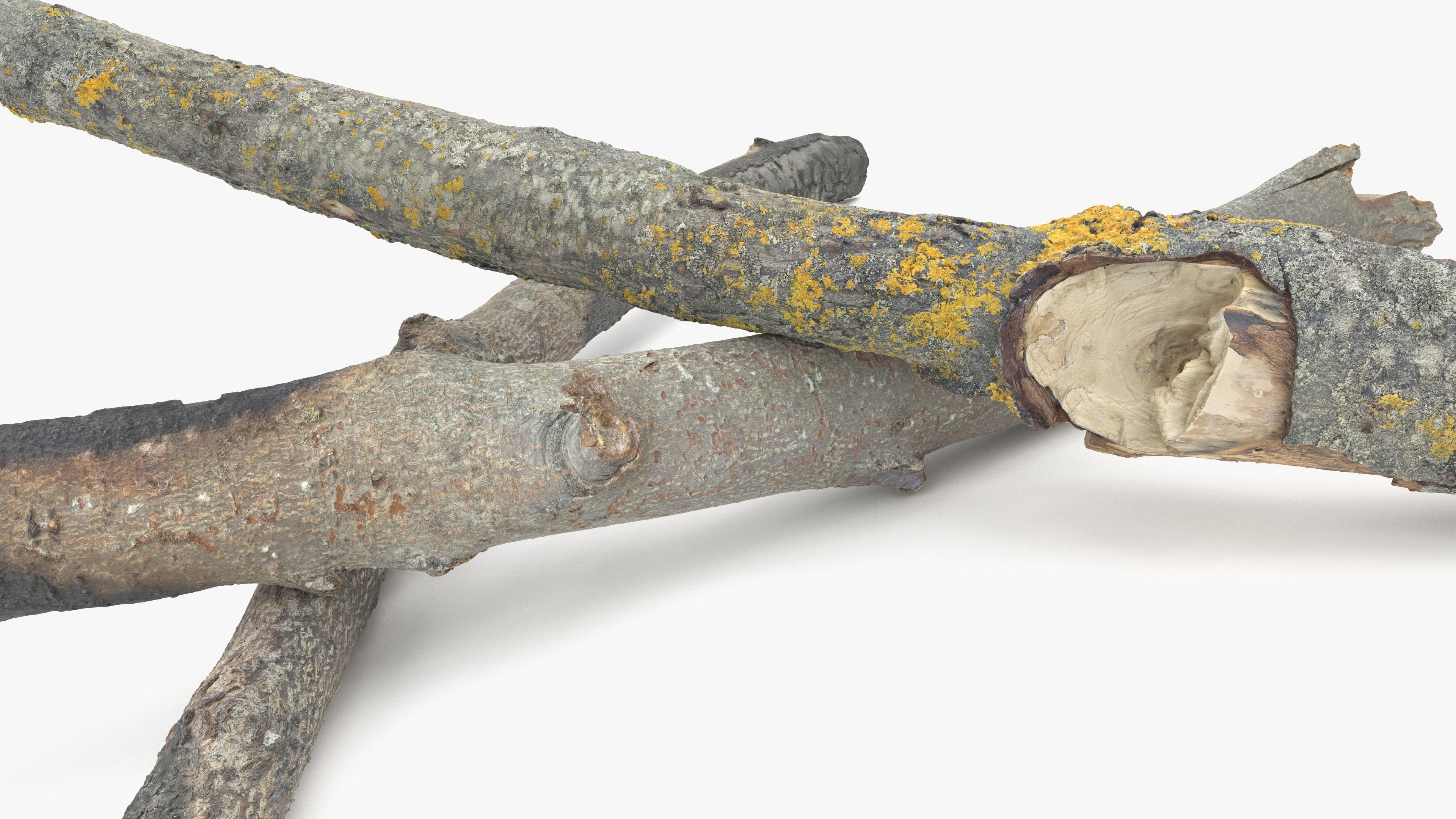 Burned Broken Branches Low-poly 3D model_11