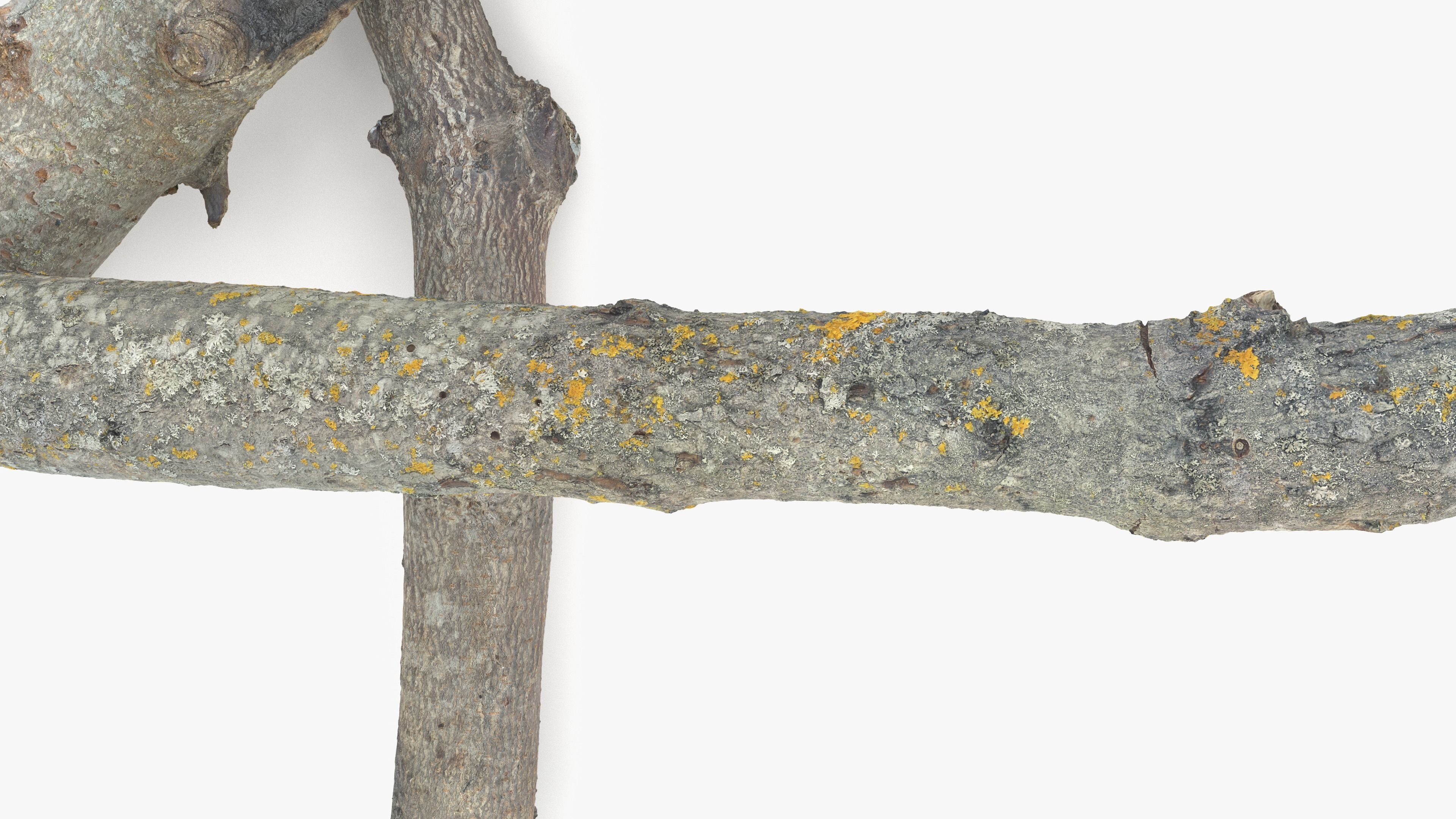 Burned Broken Branches Low-poly 3D model_6