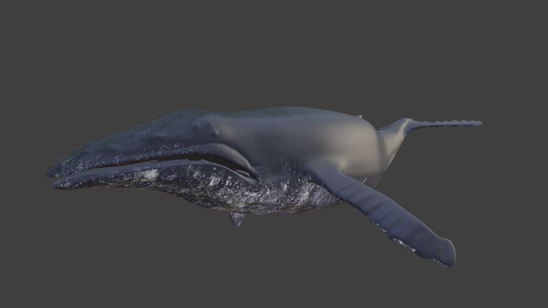 Humpback whale 3D model_1