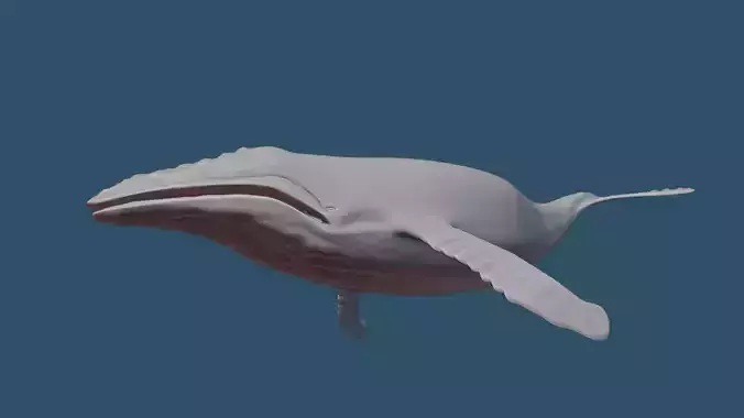 Humpback whale 3D model